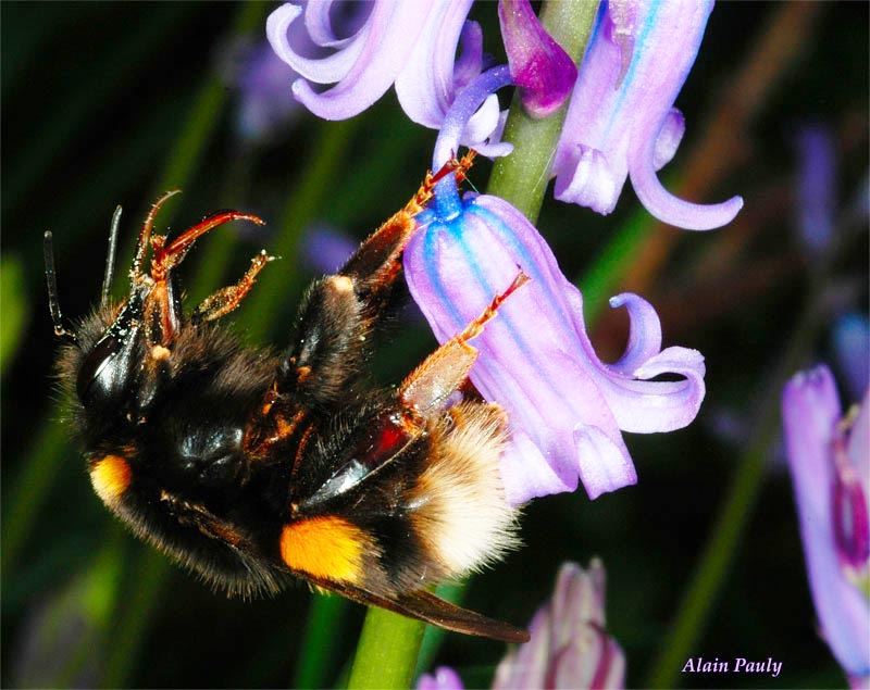 Bombus terrestris, femelle (det A.P.)