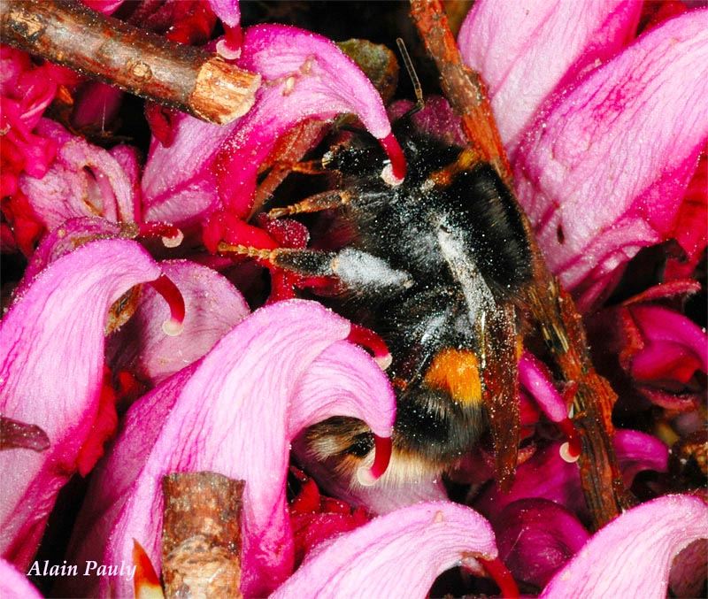 Bombus terrestris, reine (det A.P.)