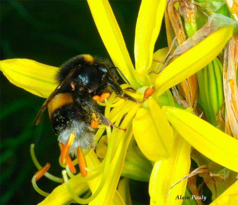 Bombus terrestris (det A.P.)