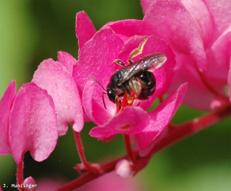 Lasioglossum (Chilalictus) polygoni