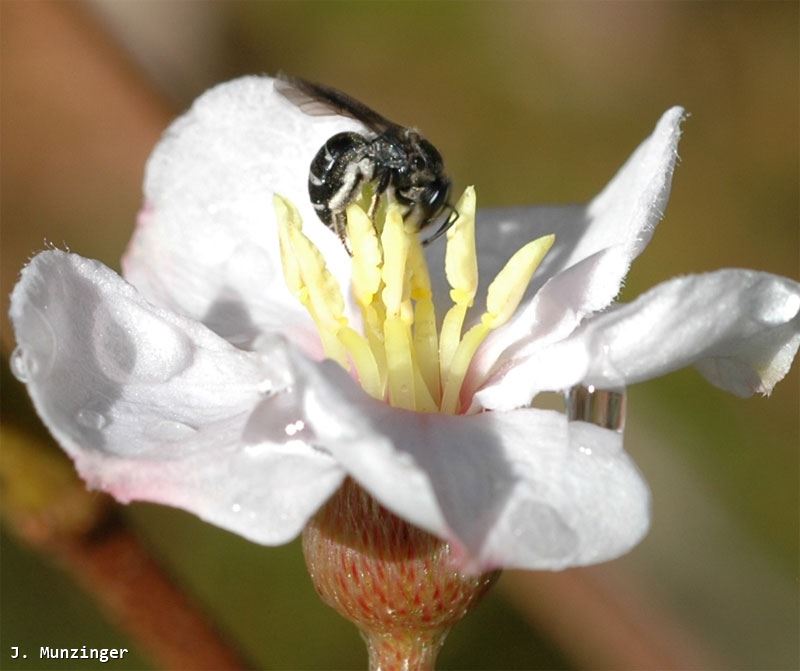 Lasioglossum (Chilalictus) delobeli