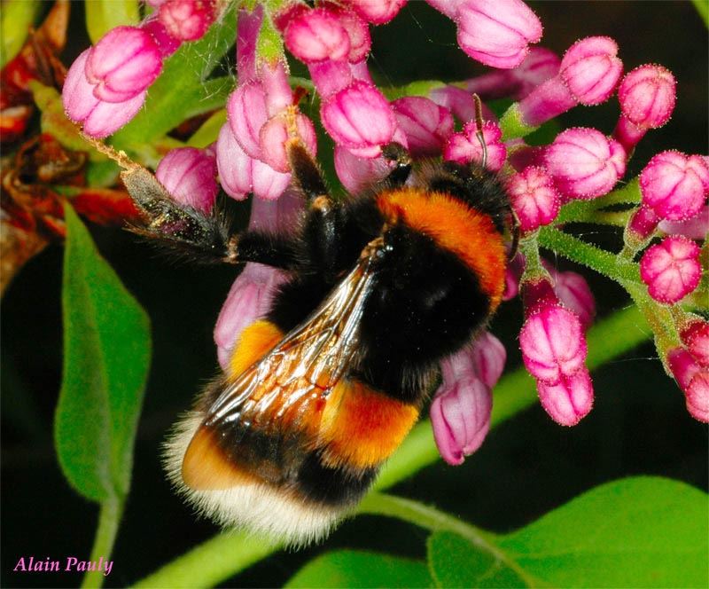 Bombus terrestris, reine