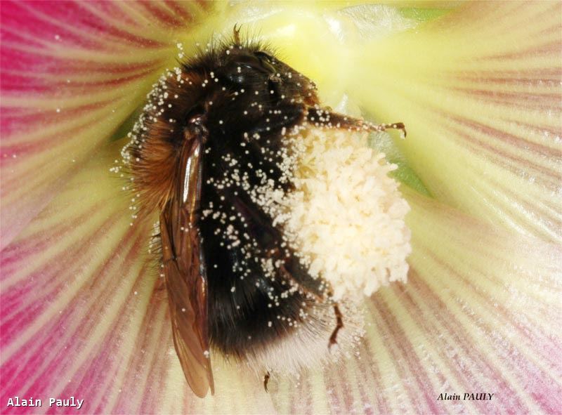 Bombus hypnorum ericetorum Queen