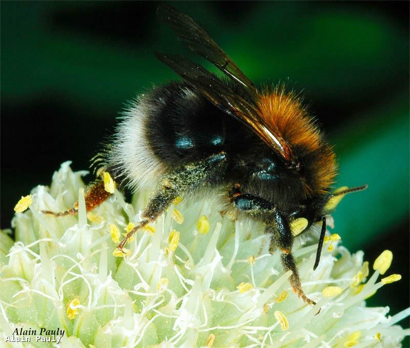 Bombus hypnorum ericetorum Worker