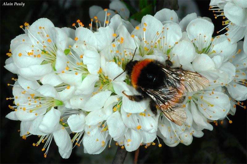 Bombus terrestris, reine