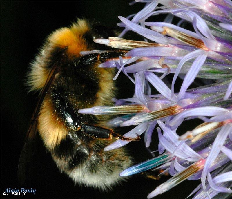 Bombus sp.