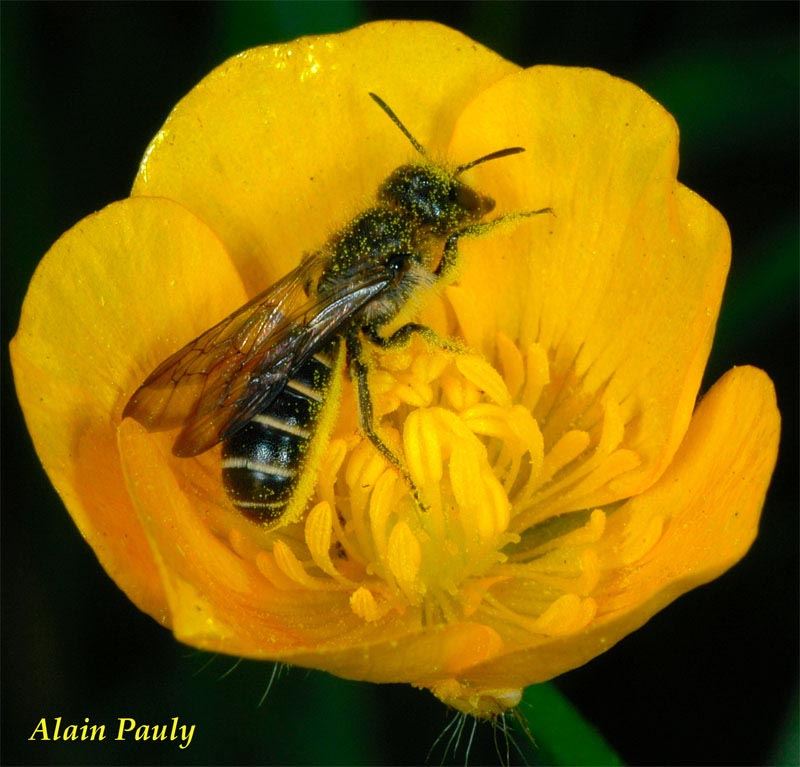 Chelostoma florisomne, femelle