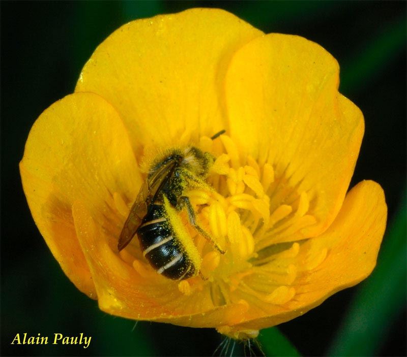 Chelostoma florisomne, femelle