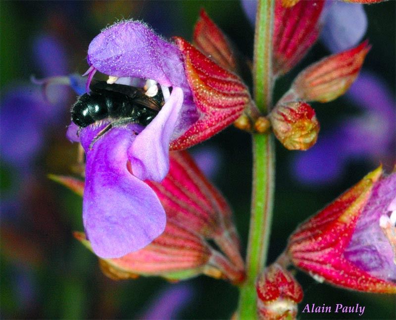 Chelostoma rapunculi, male