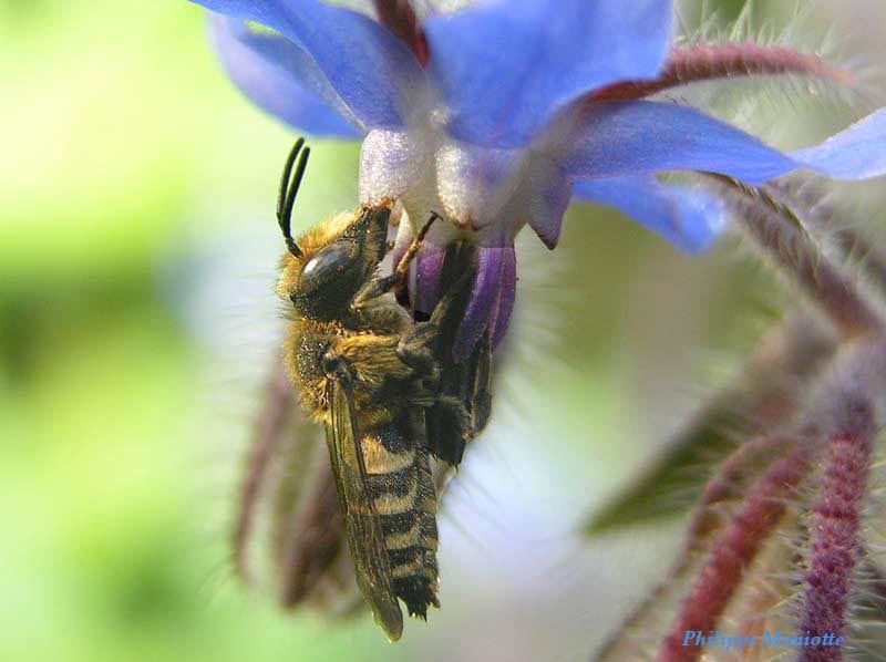 Coelioxys rufescens
