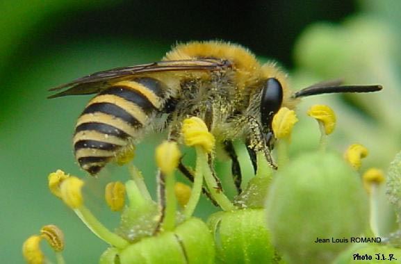 Colletes hederae, male