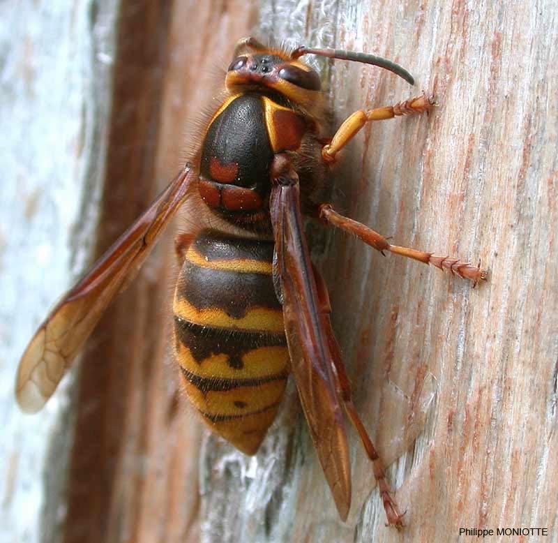 Dolichovespula media, reine