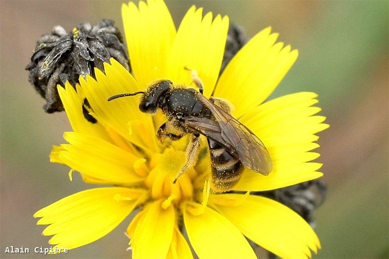 Lasioglossum pallens