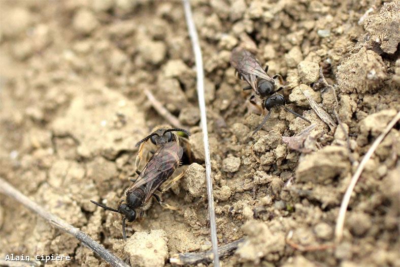 Lasioglossum pallens