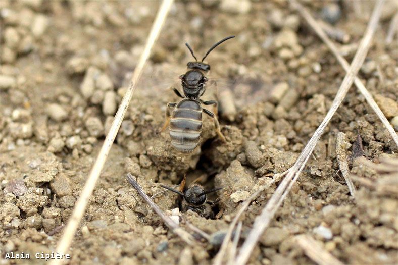 Lasioglossum pallens