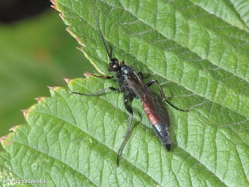 Stenobarichneumon citator