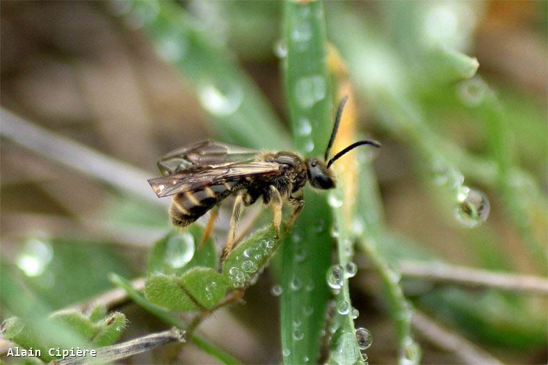 Lasioglossum pallens