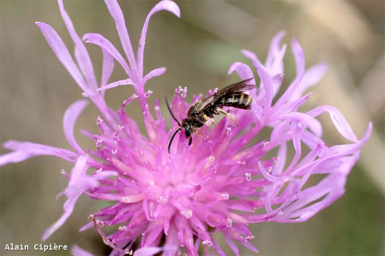 Lasioglossum pallens