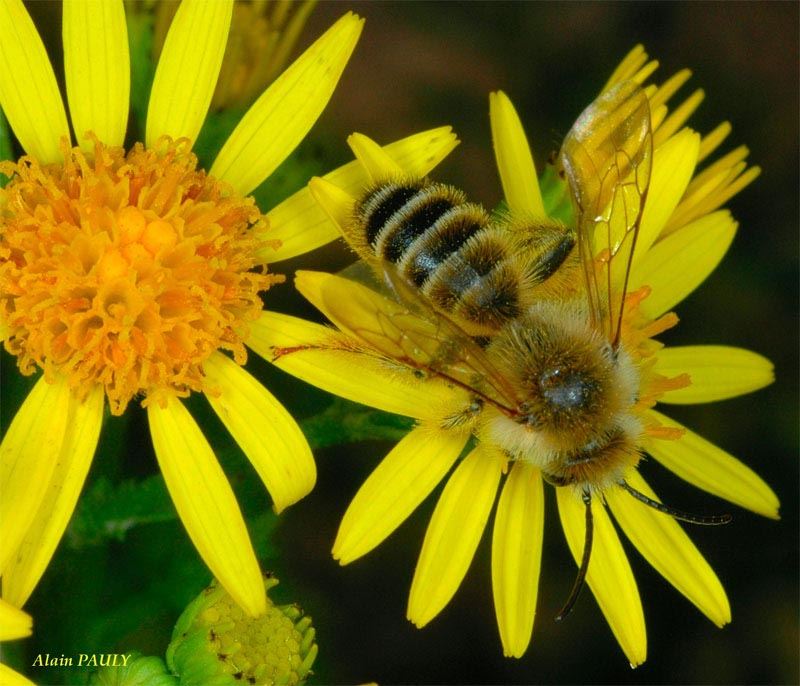 Dasypoda hirtipes, male