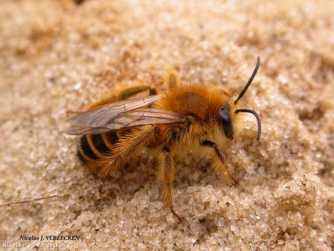 Colletes succinctus