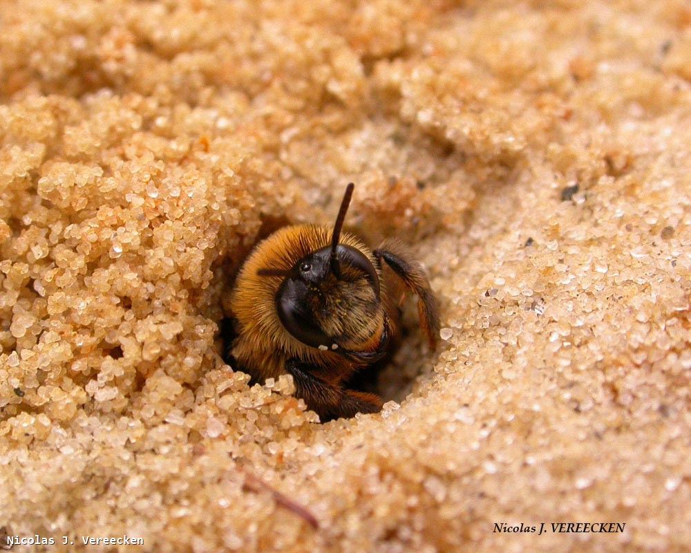 Colletes hederae