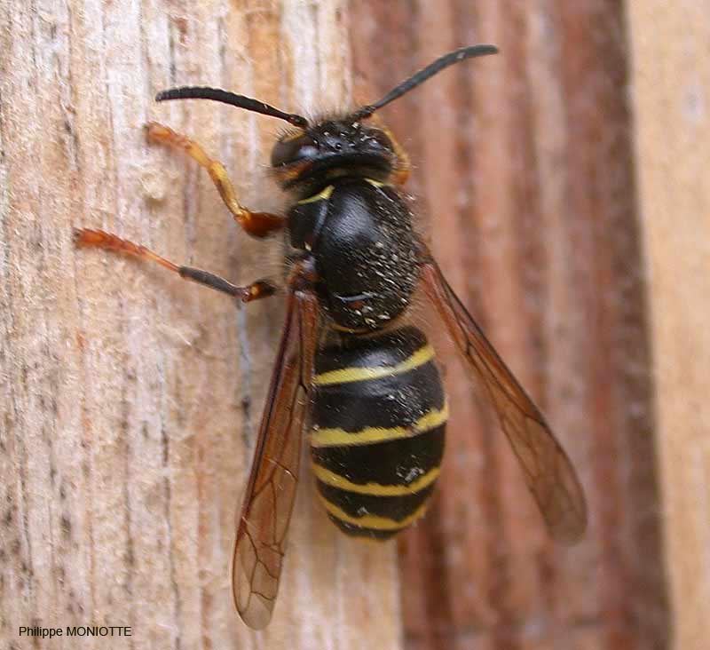 Dolichovespula media, ouvrière