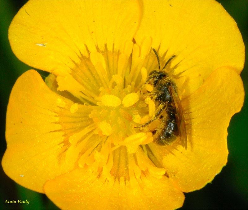 Lasioglossum villosulum, femelle