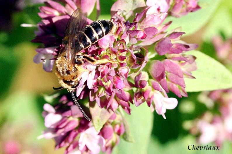 Halictus rubicundus, male