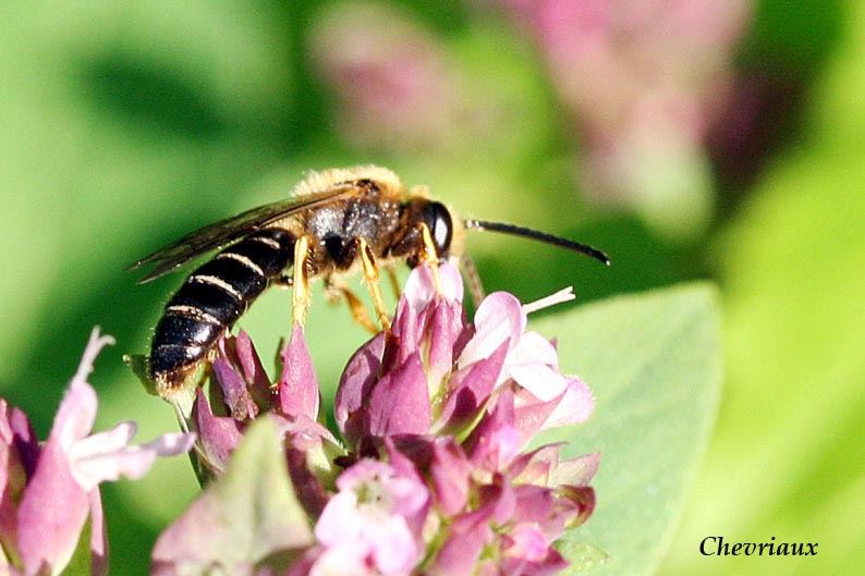 Halictus rubicundus, male