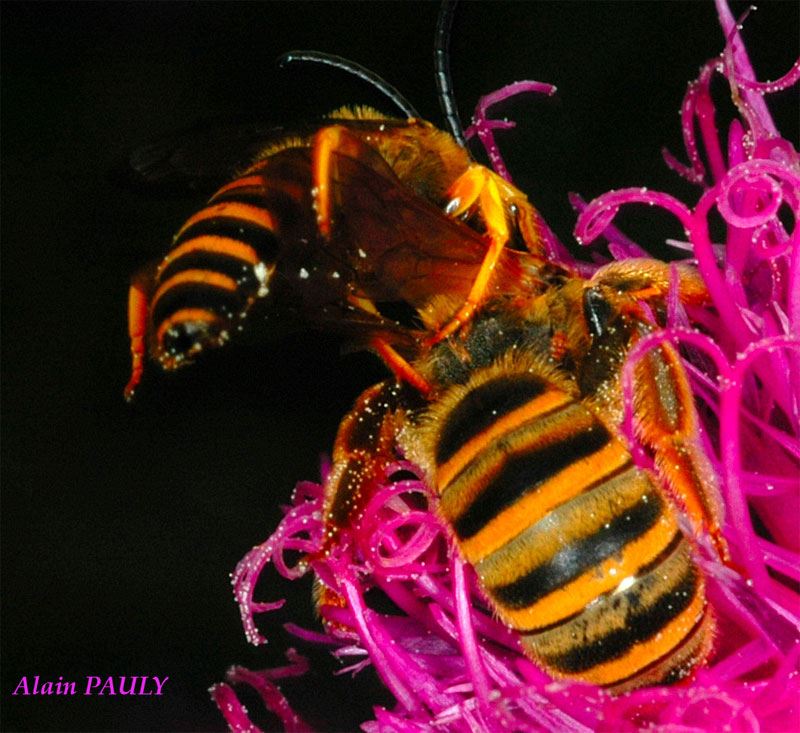 Halictus scabiosae, accouplement