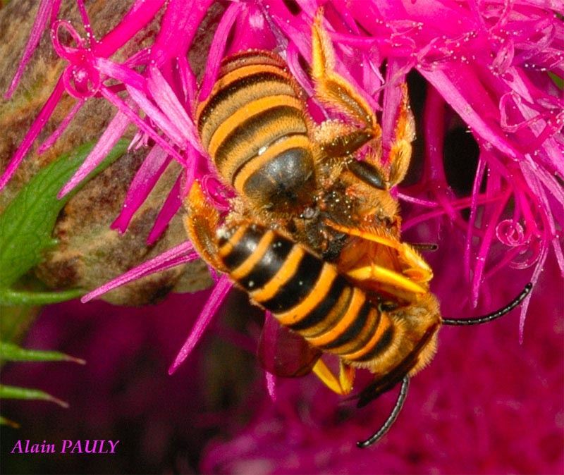 Halictus scabiosae, accouplement