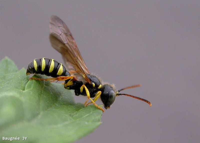 Cerceris quinquefasciata