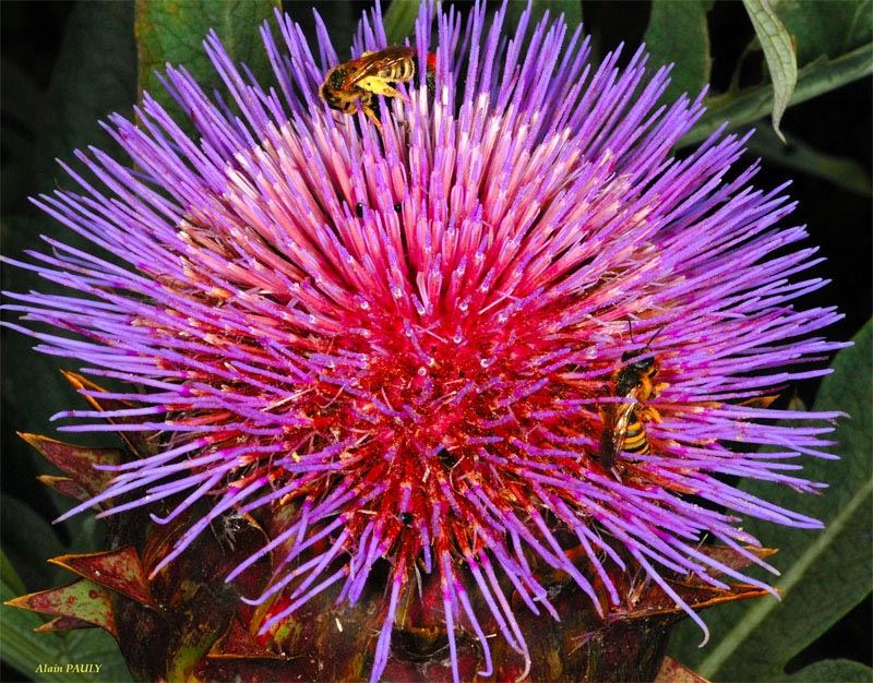 Halictus scabiosae, femelles