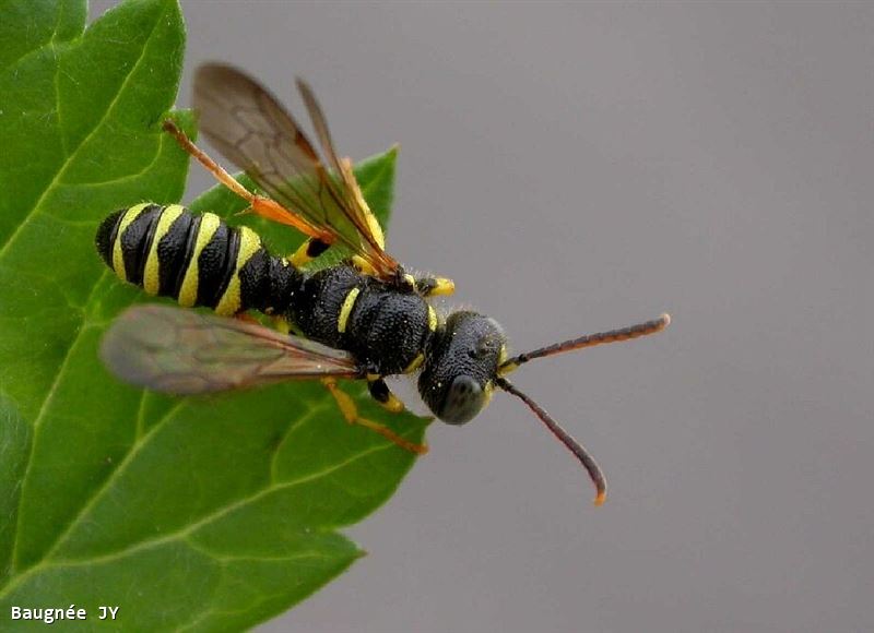 Cerceris quinquefasciata