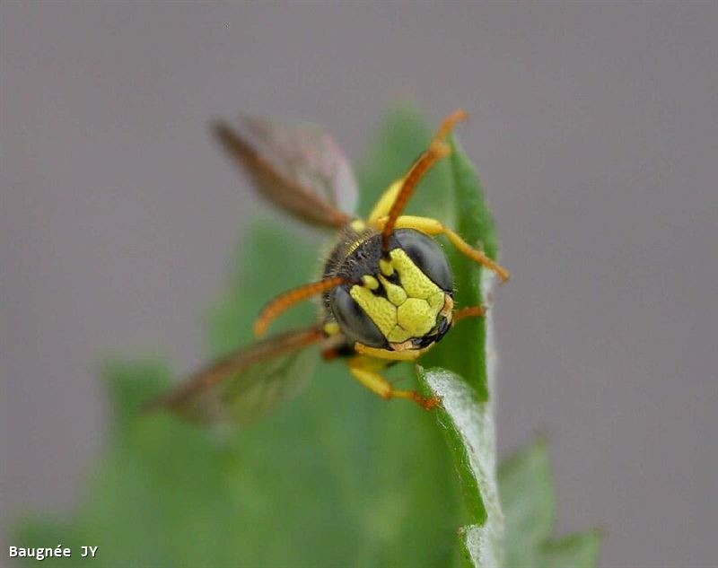 Cerceris quinquefasciata