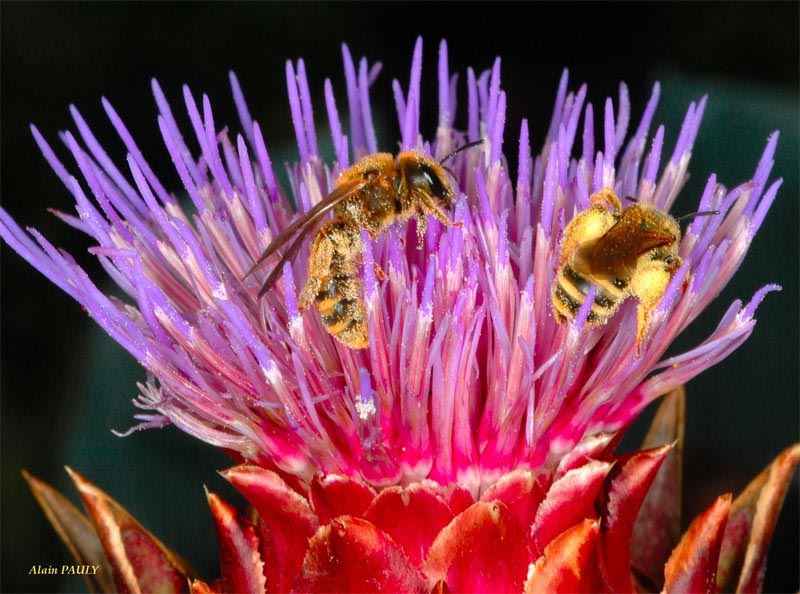 Halictus scabiosae, femelles