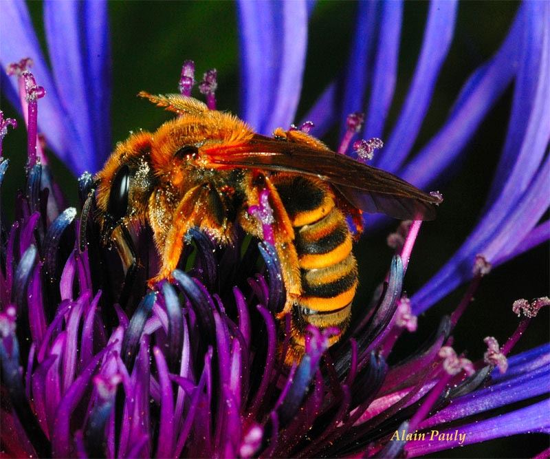 Halictus scabiosae, femelle