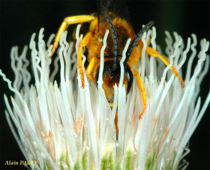 Halictus scabiosae, male