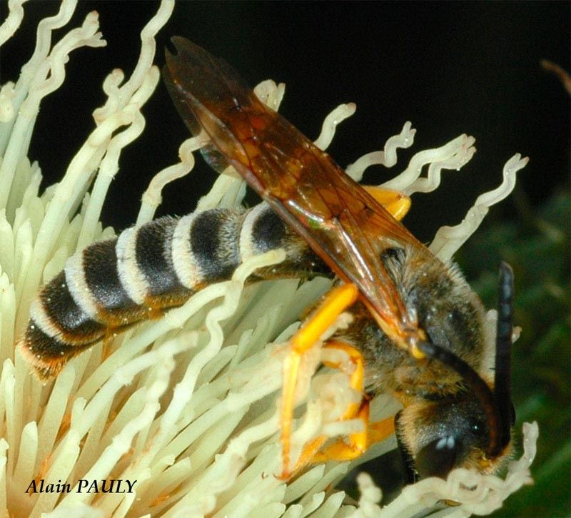 Halictus scabiosae, male