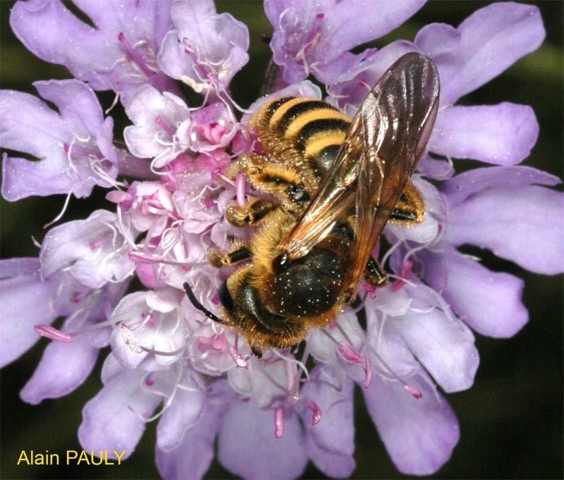 Halictus scabiosae, femelle