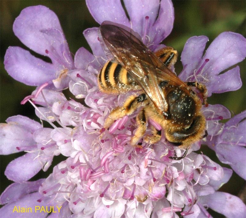 Halictus scabiosae, femelle