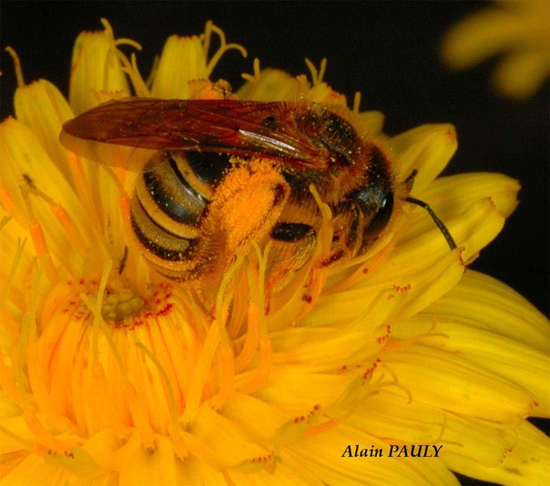 Halictus scabiosae, femelle