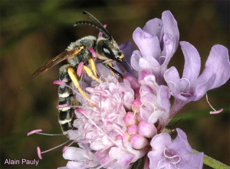 Halictus scabiosae, mâle