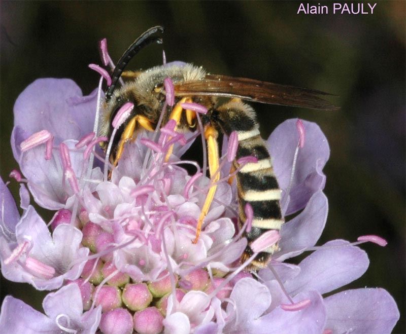 Halictus scabiosae, mâle