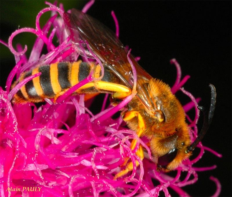 Halictus scabiosae, male