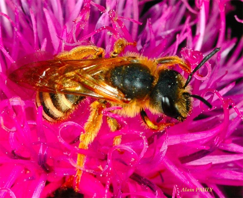 Halictus scabiosae, male