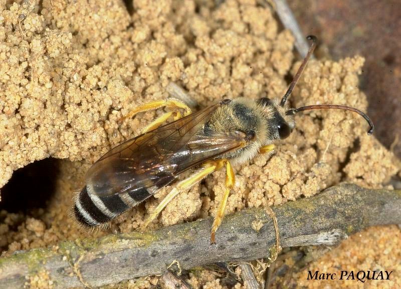 Halictus sexcinctus, male