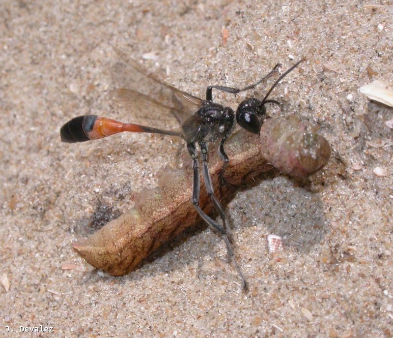 Ammophila sabulosa