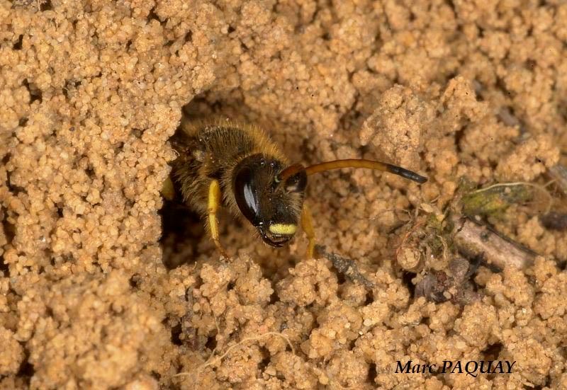 Halictus sexcinctus, male