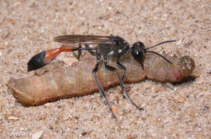 Ammophila sabulosa